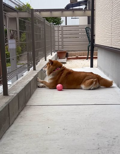 ボールを横に待つ犬