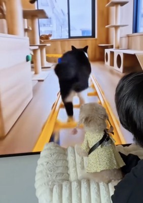 「猫いる！？」