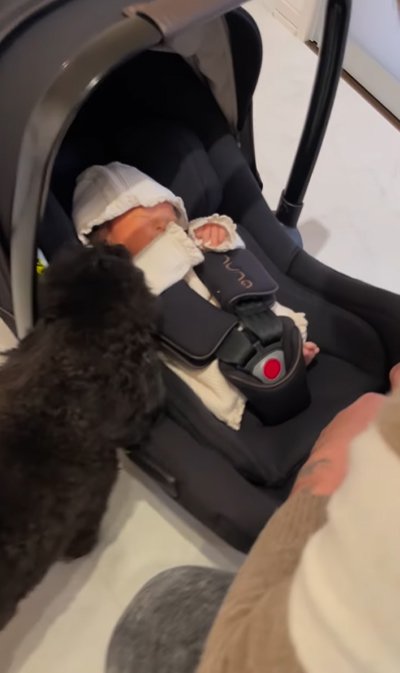 赤ちゃんに挨拶する犬