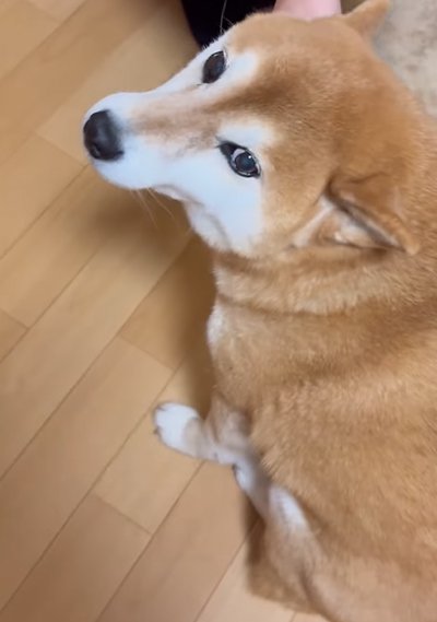 飼い主を見上げる犬