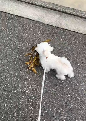 葉っぱを持つ犬3
