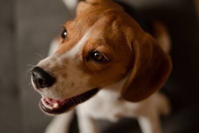 ビーグル犬