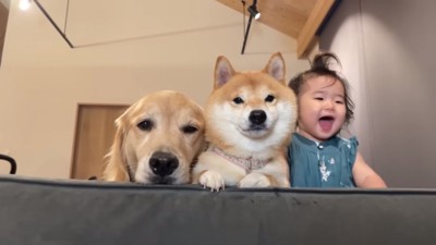 ソファから顔を出すほのちゃんと2匹