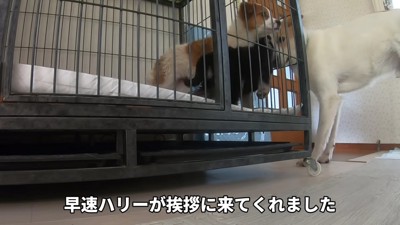 ハリーくんとご挨拶