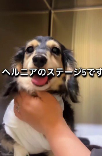 ヘルニアグレード5と診断