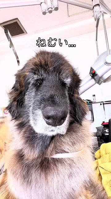 眠そうにする大型犬