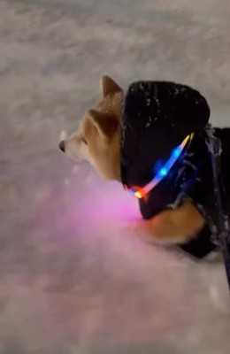 夜の散歩をする柴犬