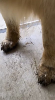 犬の足についた泥で汚れた床