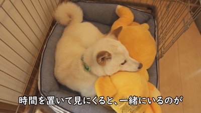 ぬいぐるみの背中にあご乗せ♡