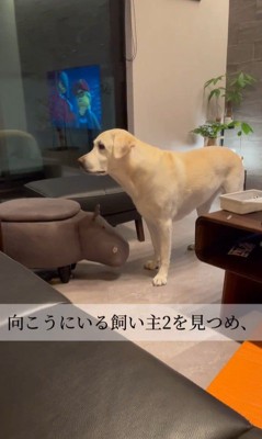 おもちゃを取ってほしそうなきぬちゃん2