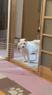 ドアから顔を覗かせる犬
