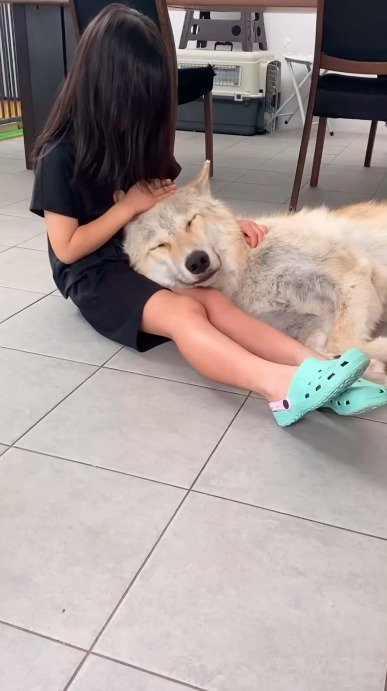 女の子に頭を撫でられる犬