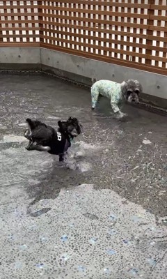 初めてプールに入ったそらまめ君7