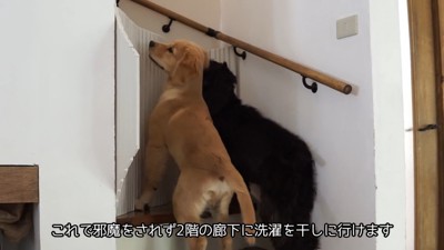 「僕も行きたいのに~」