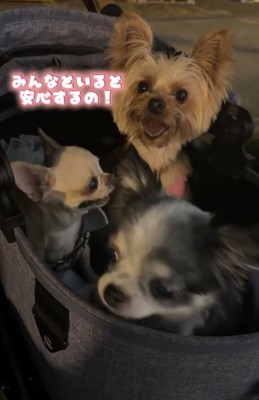 3匹の犬