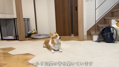 玄関が気になるモナちゃん