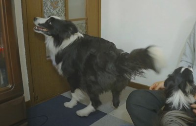 ドアのほうをみる犬