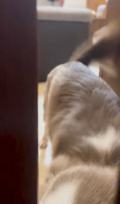 飼い主を出迎える小型犬