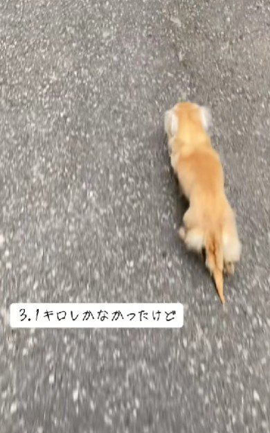 保護当時の体重は3.1キロ