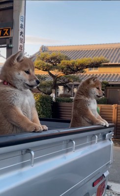 見つめる2匹の赤ちゃん犬