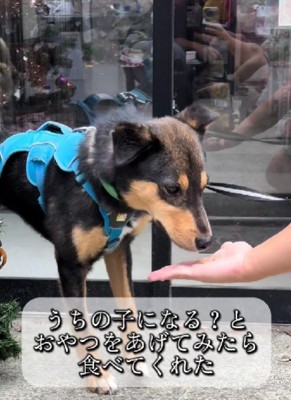 「うちの子になる？」