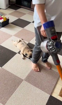 裾をくわえている小型犬