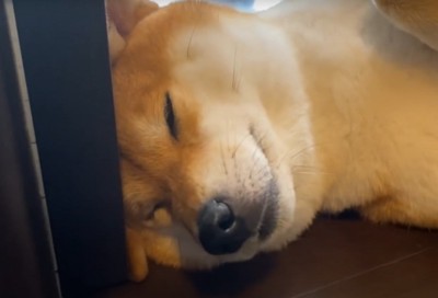 寝ている犬のアップ