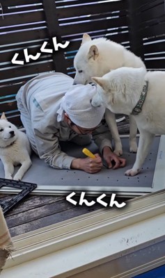 網戸に犬用出入り口を作ったら