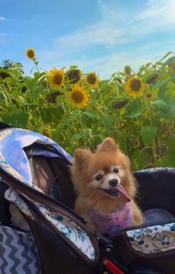 ひまわりとマハロちゃん