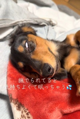 眠くて変顔になるレオくん2