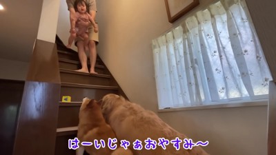 2匹でおやすみの挨拶