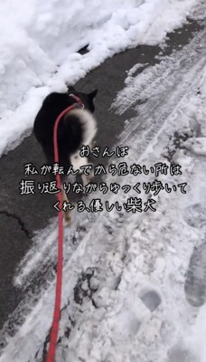 雪をよけるよう進む犬