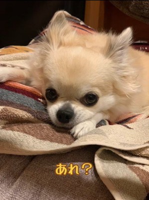 アム君の毛色の変化2