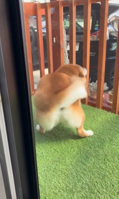 お兄ちゃんの帰省を喜ぶパンちゃん3