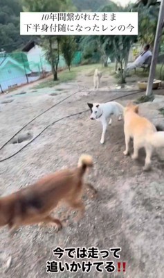 自力で歩けるように!