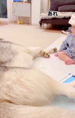 横になるセナくん