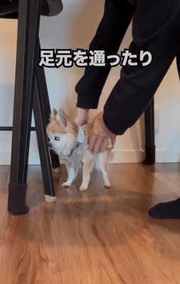 老犬を誘導する