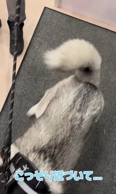 お姉さんが好きすぎるロゼくん9