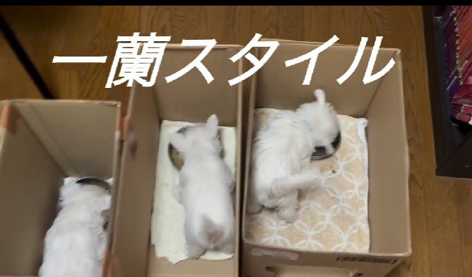 自分のペースで食べられる