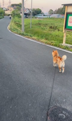 さぶろう君とお姉ちゃんの再会3