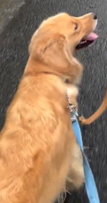 2本のリードを繋がれている犬