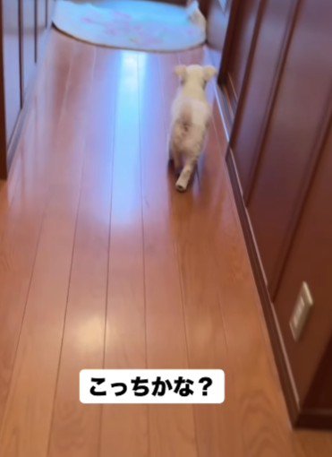 「こっちかな？」