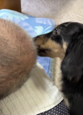 祖父の頭を舐める犬