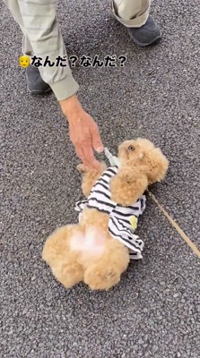 犬の腹に手を延ばす老人