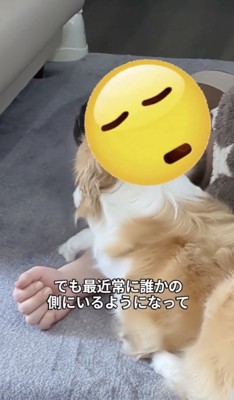 くっついて寝てみたり