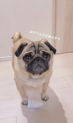 「ちょうだい」に応じる春太くん2