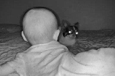 突然あらぶるベアちゃん