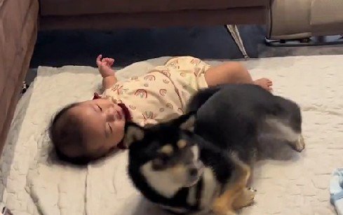 赤ちゃんと柴犬
