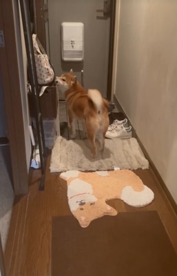 匂いを嗅ぐ柴犬