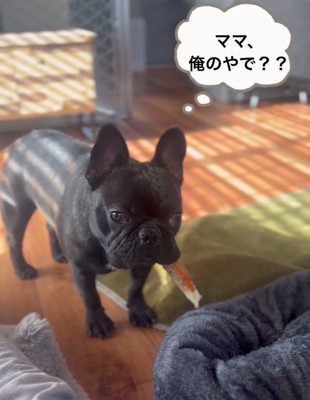 ママに訴えるドムくん